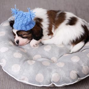 Pawfect Rest