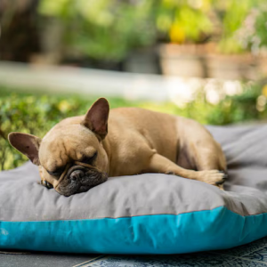 Bark & Snuggle