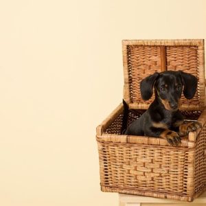 Bark & Ride
