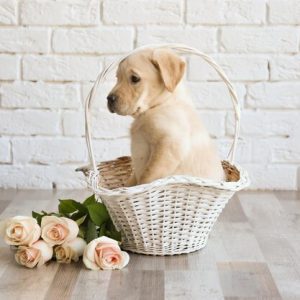 Tail Travel Tote