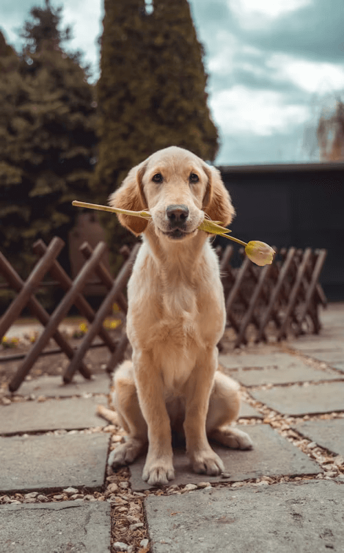 single-dog